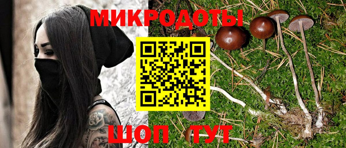 Сертолово  Псилоцибиновые грибы прущие грибы  Псилоцибиновые грибы Psilocybe  Вход с VPN 